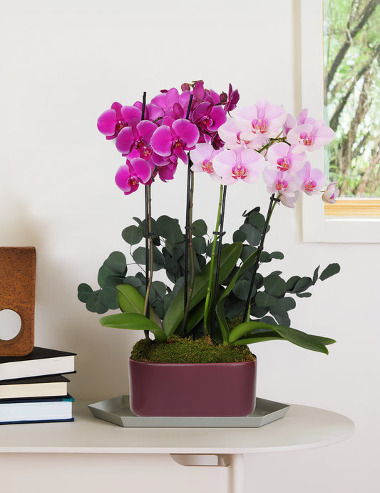 Large Double Bi-Color Orchid