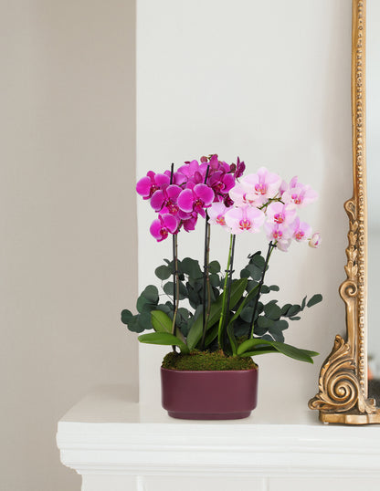 Large Double Bi-Color Orchid