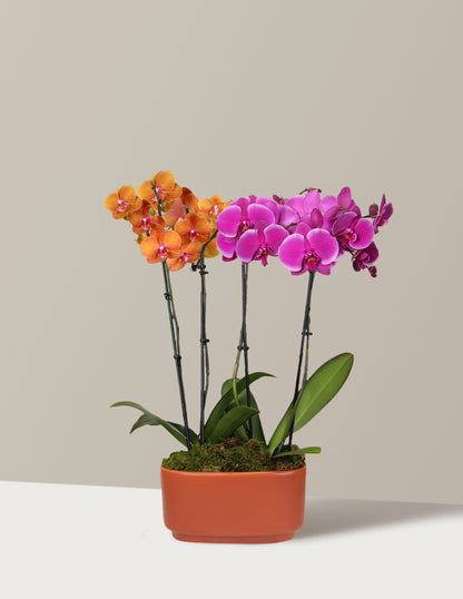 Large Double Bi-Color Orchid