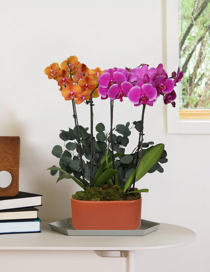 Large Double Bi-Color Orchid