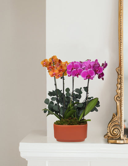 Large Double Bi-Color Orchid