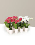 bundle | Set of 12 | Orchids
