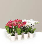 bundle | Set of 12 | Orchids