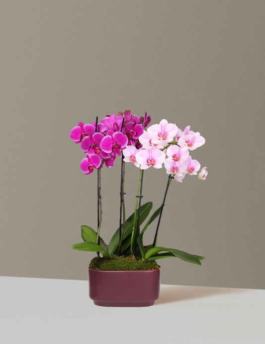 Large Double Bi-Color Orchid