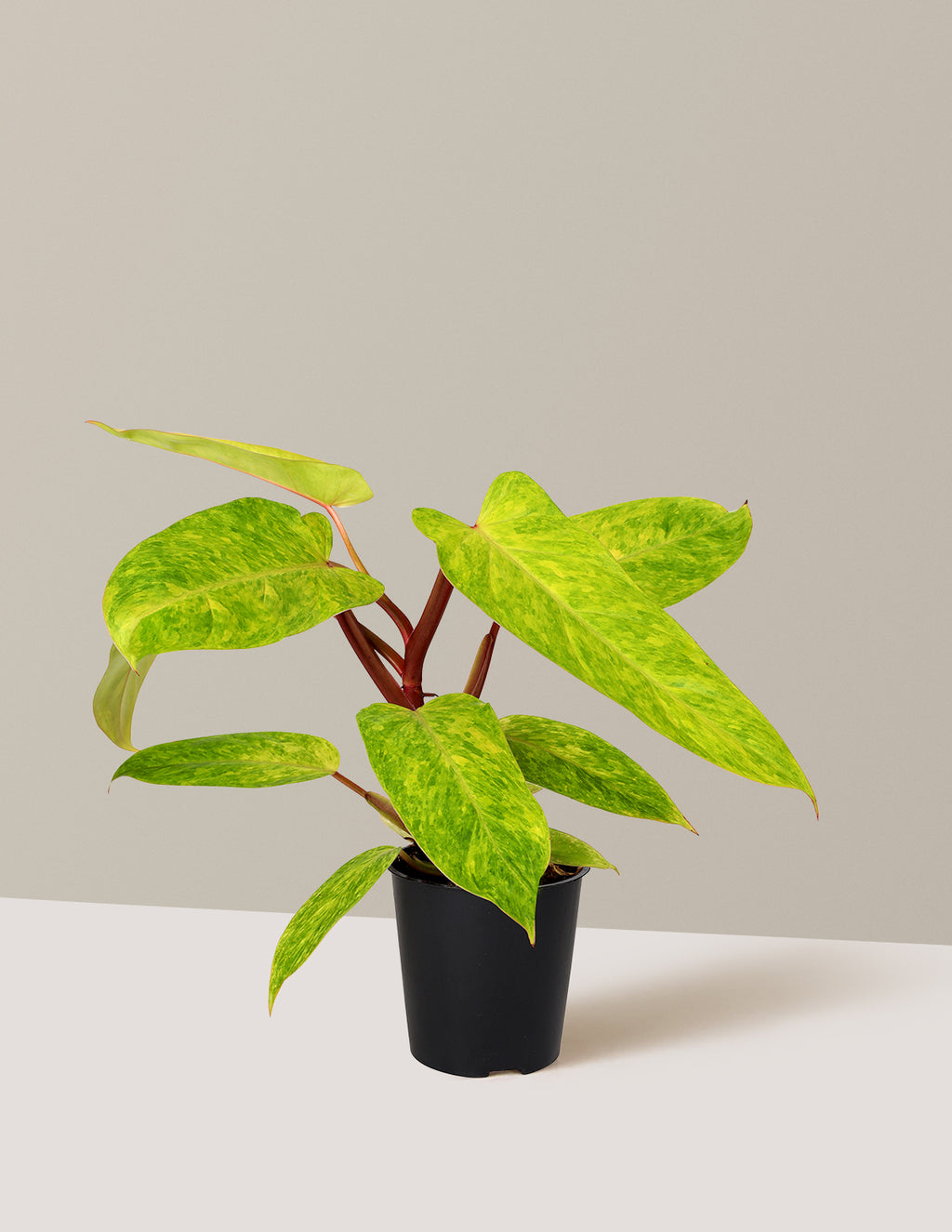 bundle | Small | Grow Pot