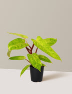 bundle | Small | Grow Pot