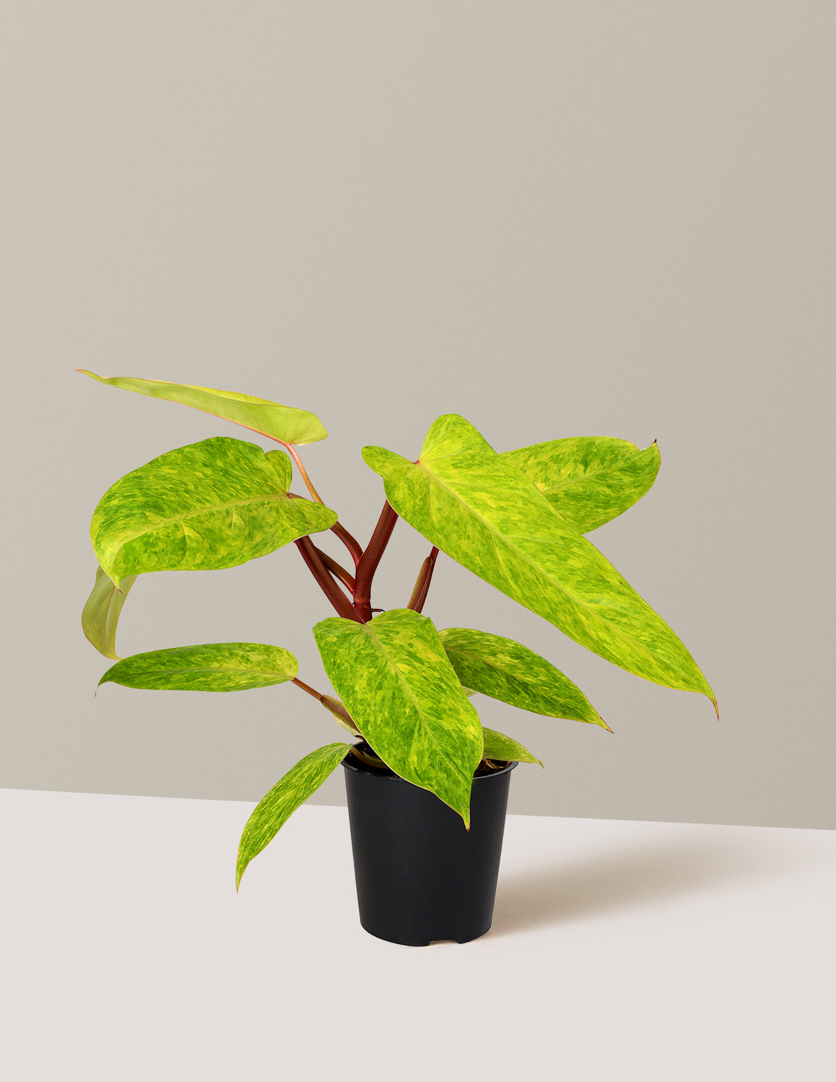 Philodendron Painted Lady