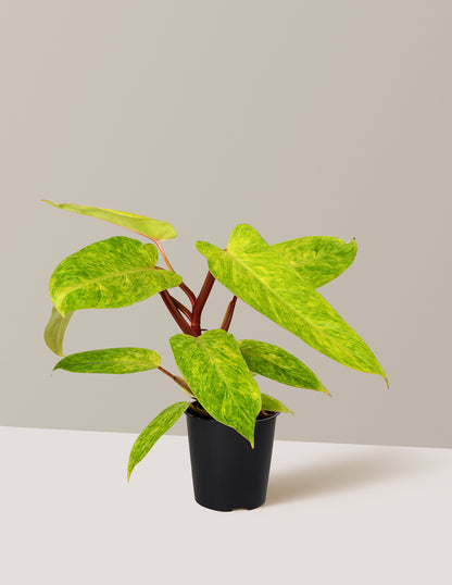 Philodendron Painted Lady