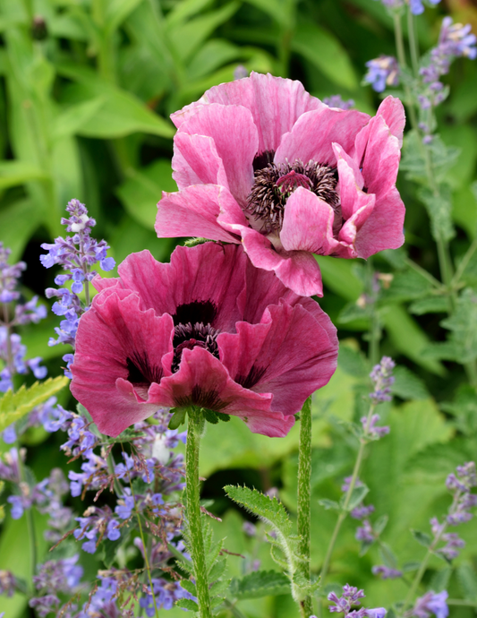 Central Park Oriental Poppy