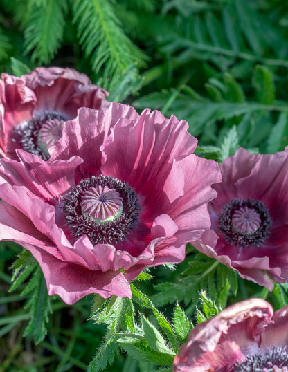Central Park Oriental Poppy