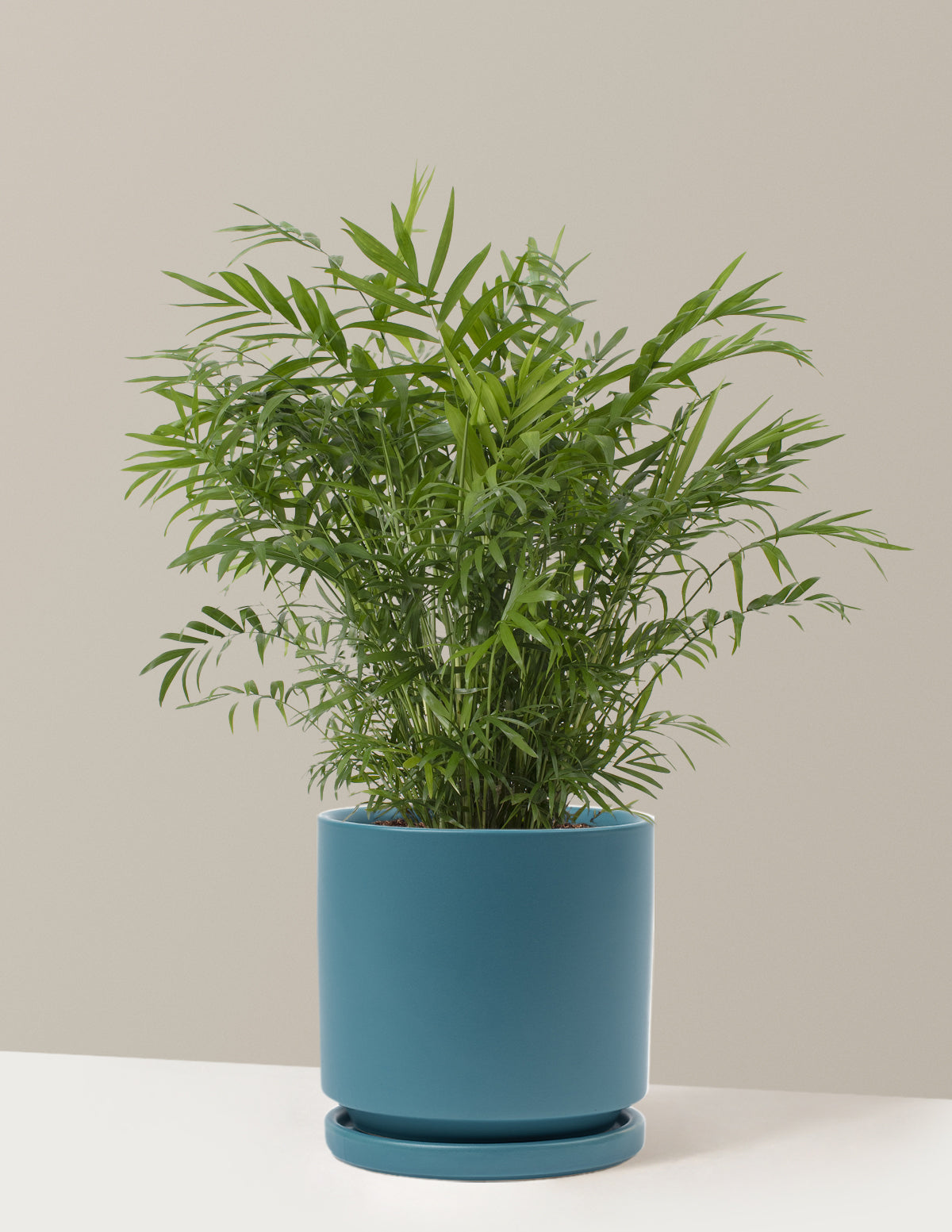 bundle | Medium | Isabella | Antique Teal