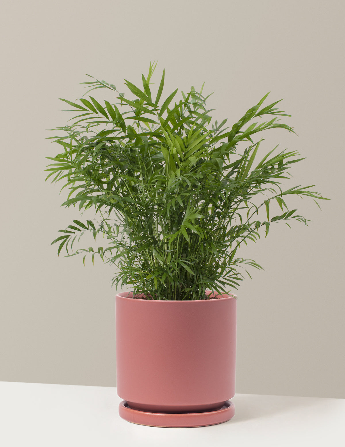 bundle | Medium | Isabella | Dusty Rose