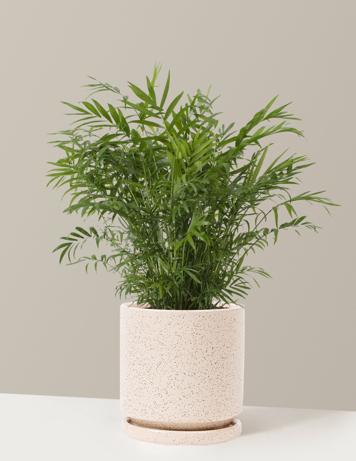 bundle | Medium | Isabella | White Sesame