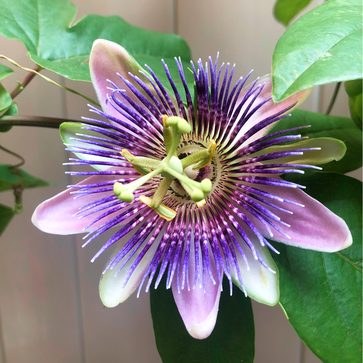 Passion Fruit Vine