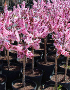 Bonfire Patio Peach Plant