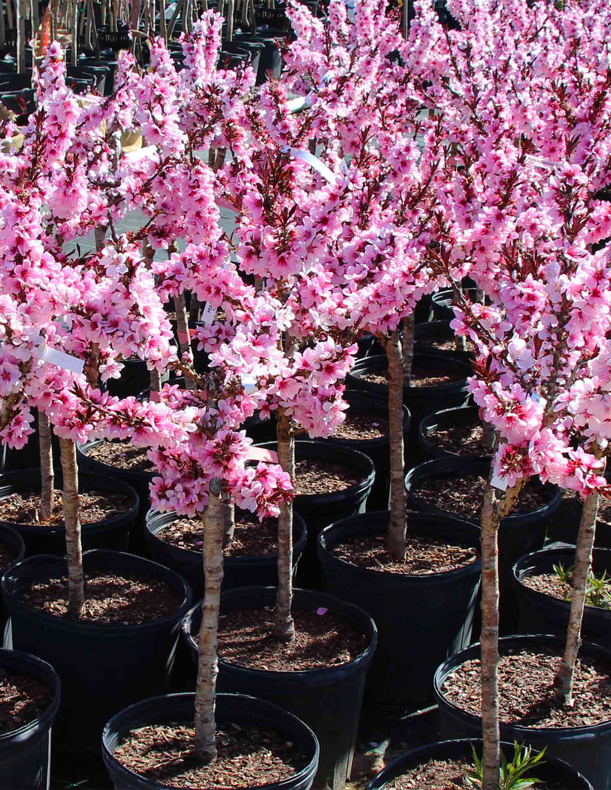 Bonfire Patio Peach Plant