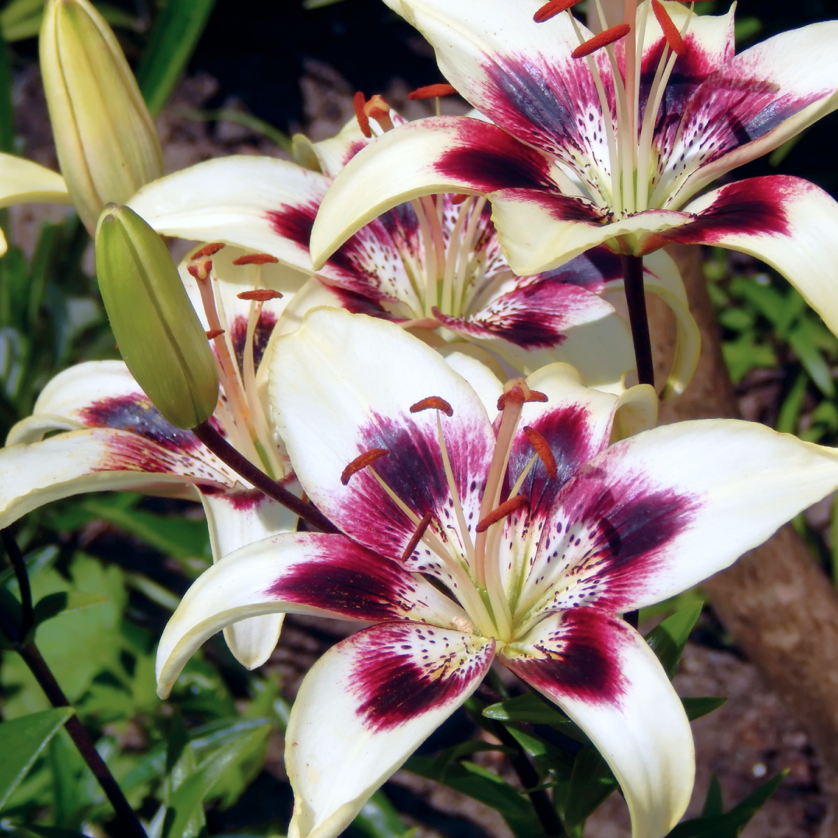 Patricia's Pride Asiatic Lily Bulbs