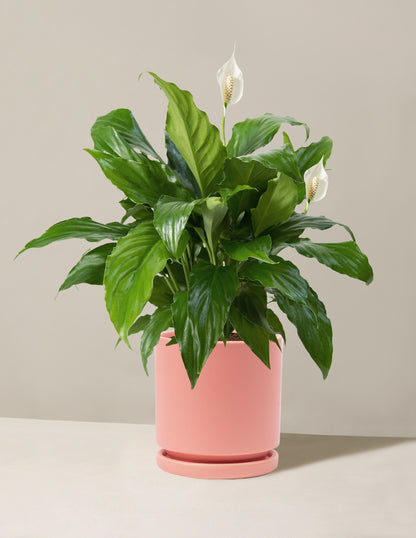 Peace Lily