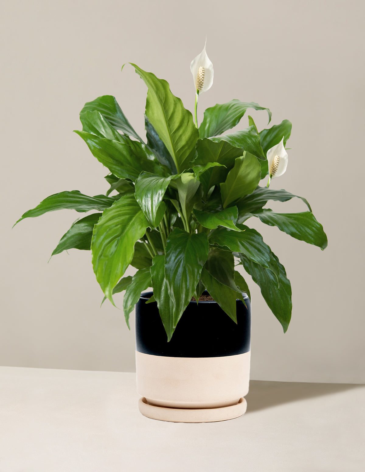 Peace Lily