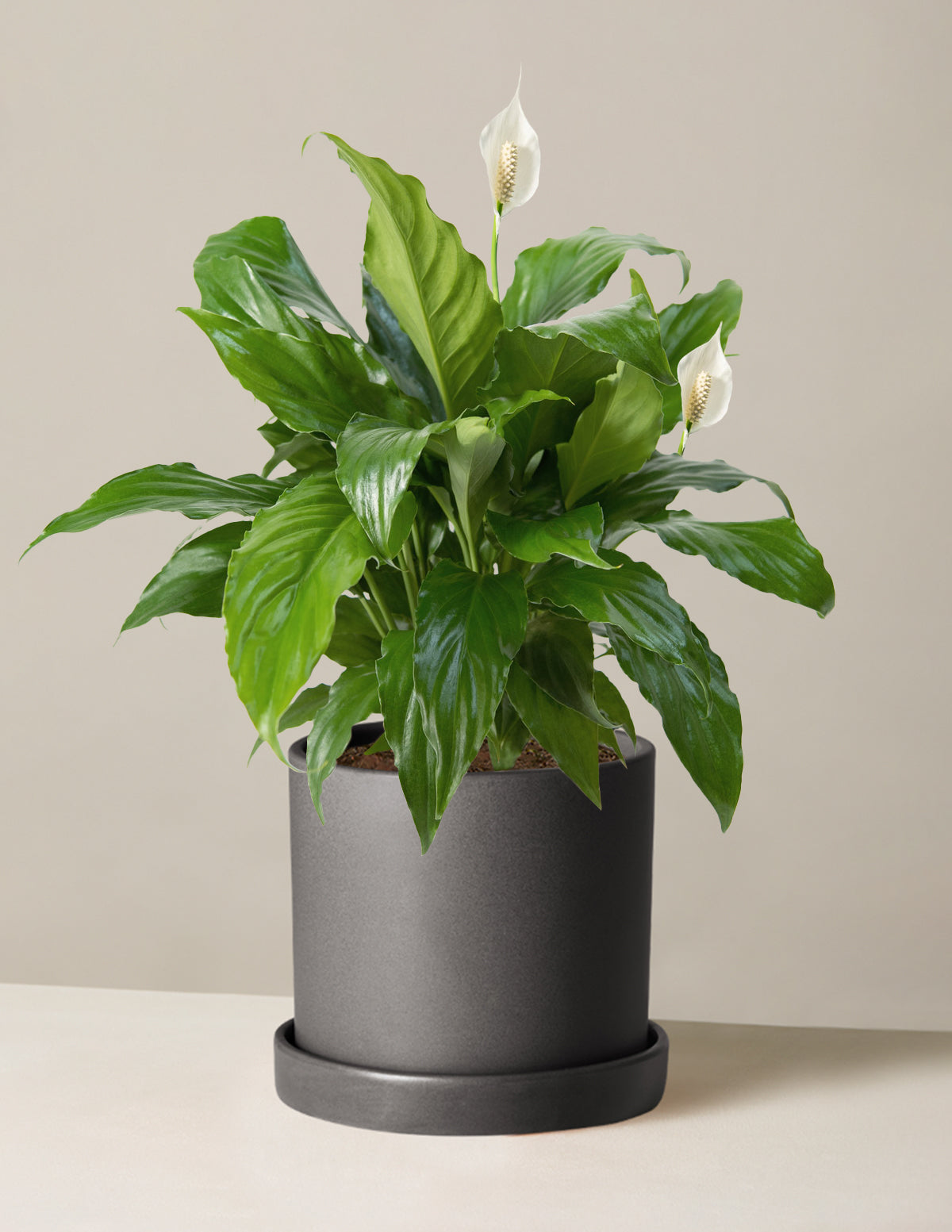 Peace Lily