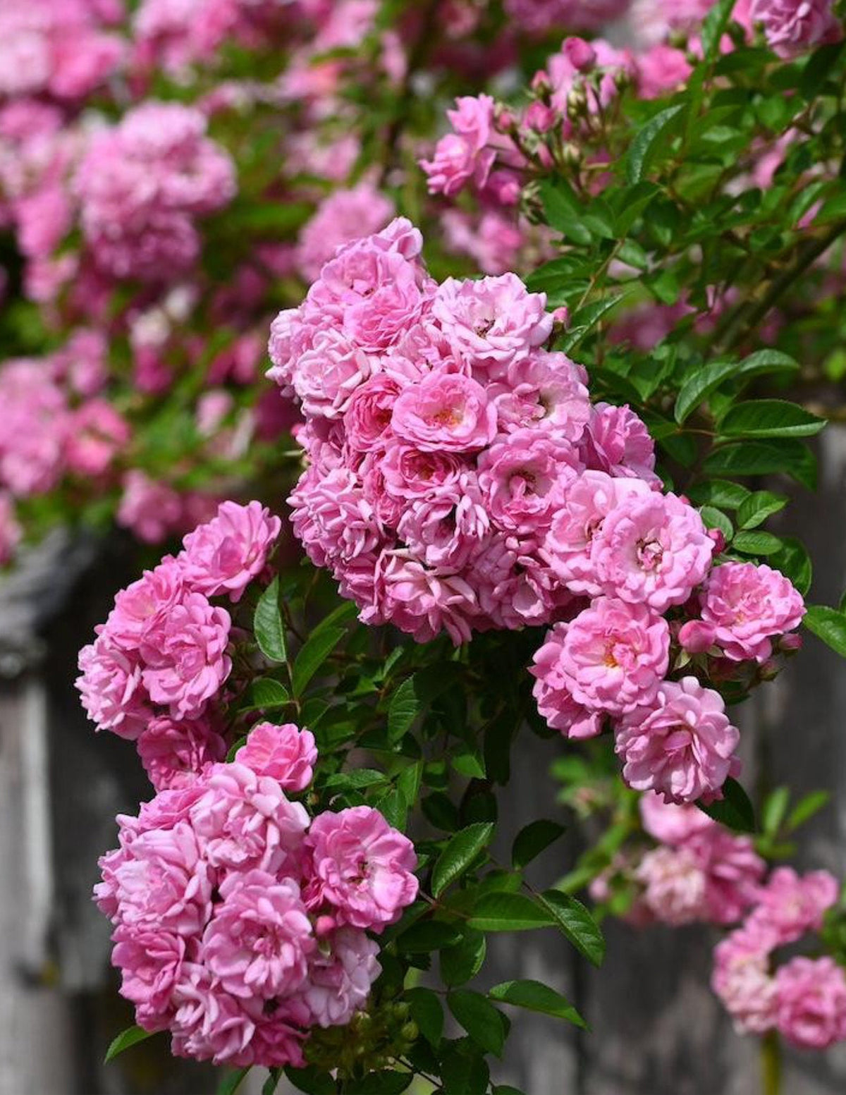 Peggy Martin Climbing Rose The Easiest Rose to Grow