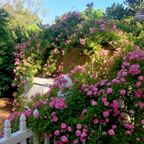 Peggy Martin Climbing Rose