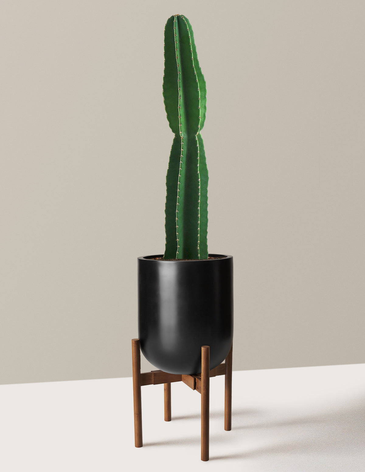 Large Peruvian Apple Cactus