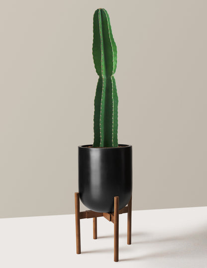 Large Peruvian Apple Cactus