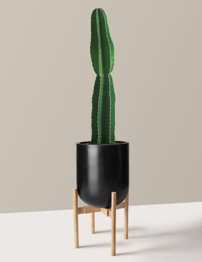 Large Peruvian Apple Cactus