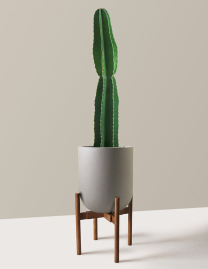 Large Peruvian Apple Cactus