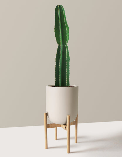 Large Peruvian Apple Cactus