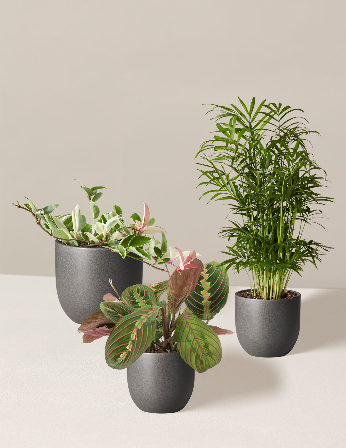 bundle | 3 Plants | Grant | Black