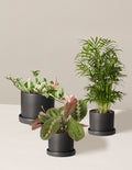 bundle | 3 Plants | Hyde | Black