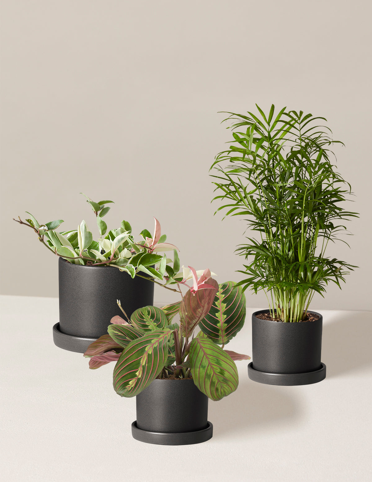 bundle | 3 Plants | Hyde | Black