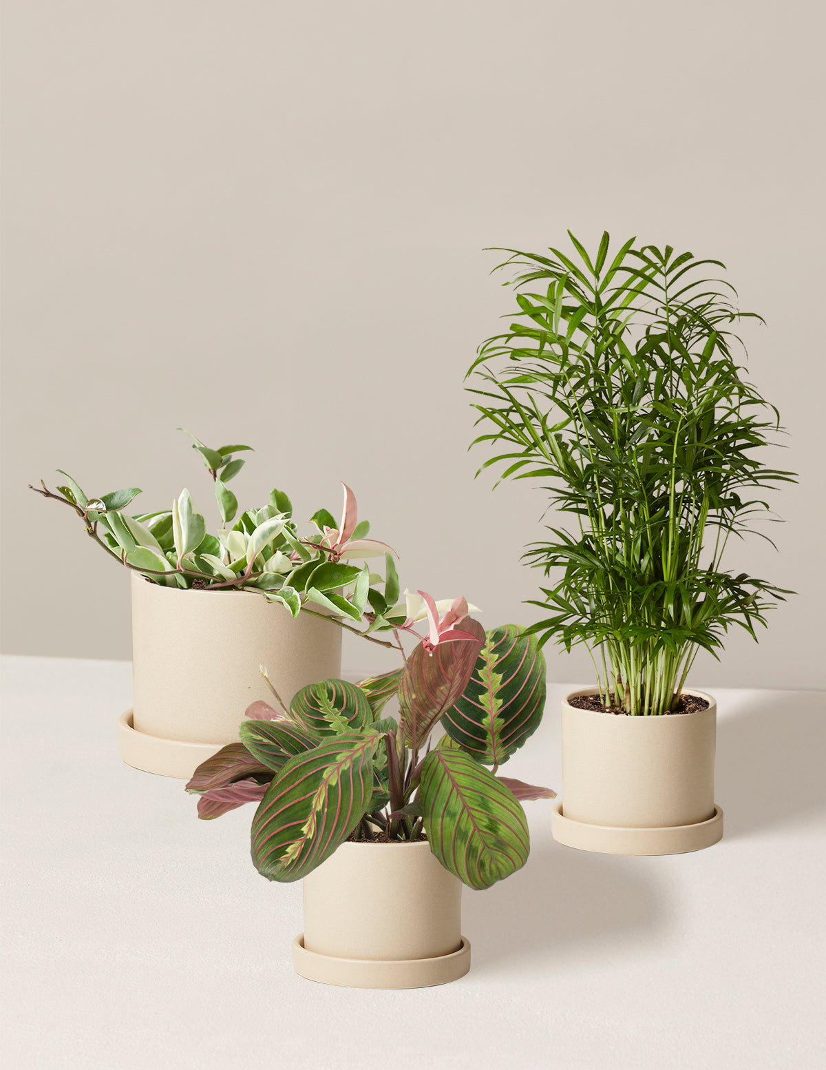 bundle | 3 Plants | Hyde | Cream