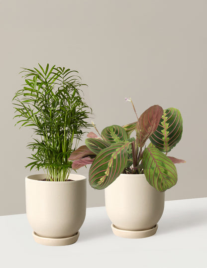 bundle | Small | Westcott | Cream