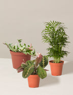 bundle | 3 Plants | Grow Pot