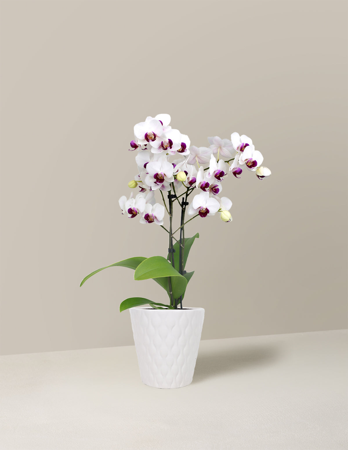 files/the-sill_Petite-Orchid_White_with_Purple_3IN_Evi_Mini_Quilted_Variant.jpg