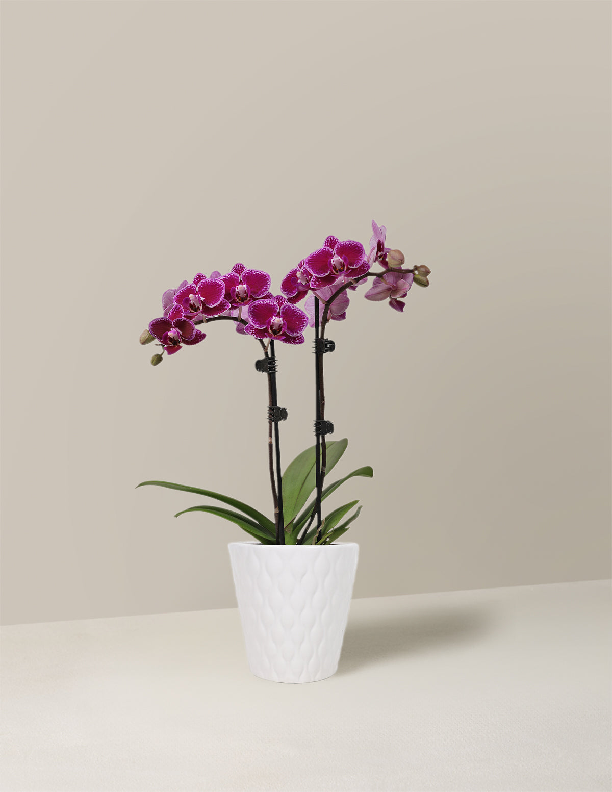files/the-sill_Petite-Purple_Orchid_in_3IN_Evi_Mini_Quilted_Variant.jpg