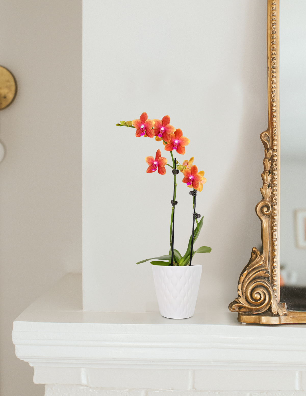Petite Sunset Orchid