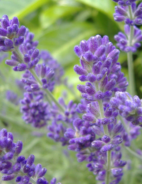 lavender plant nearby Provence Lavender
