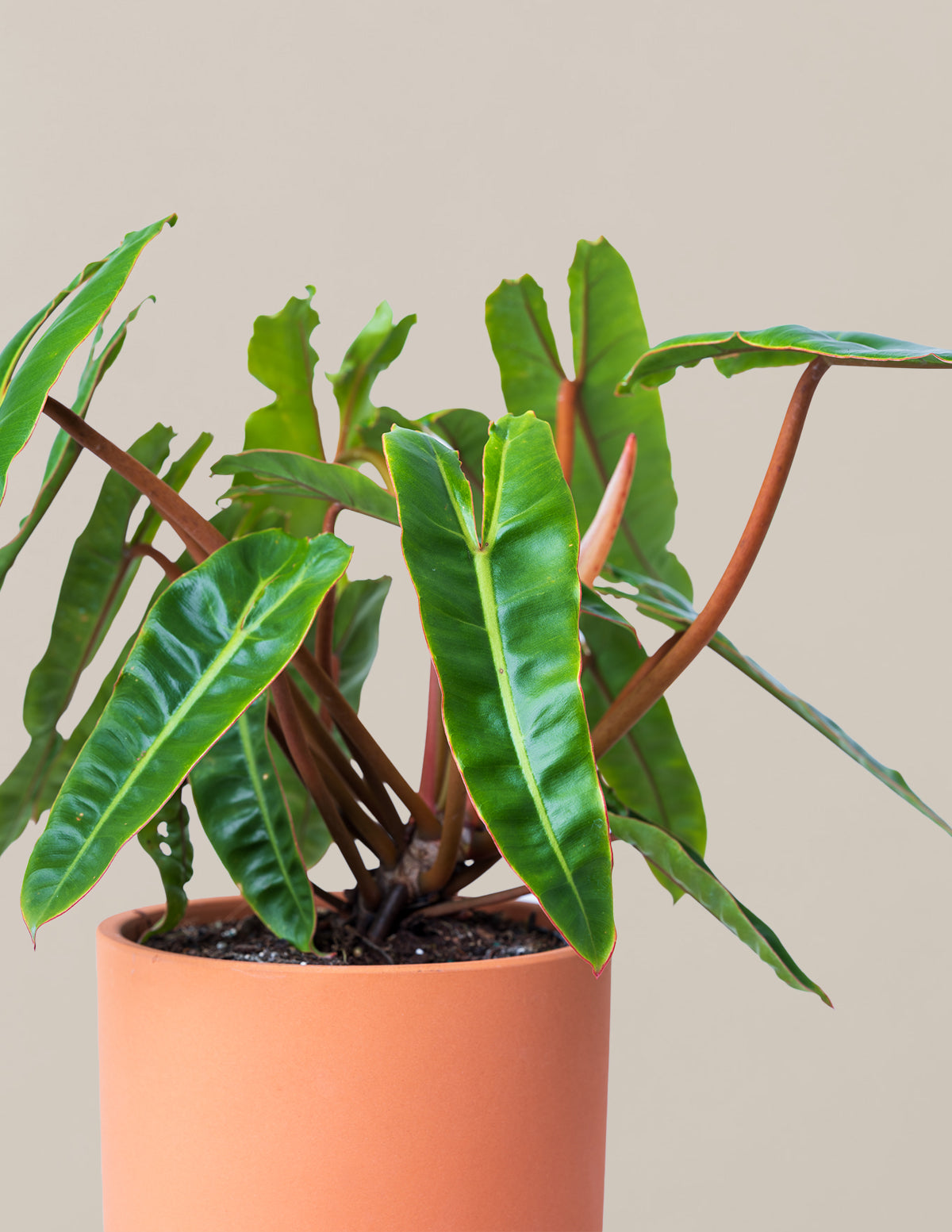 dwarf philodendron Philodendron Billietiae