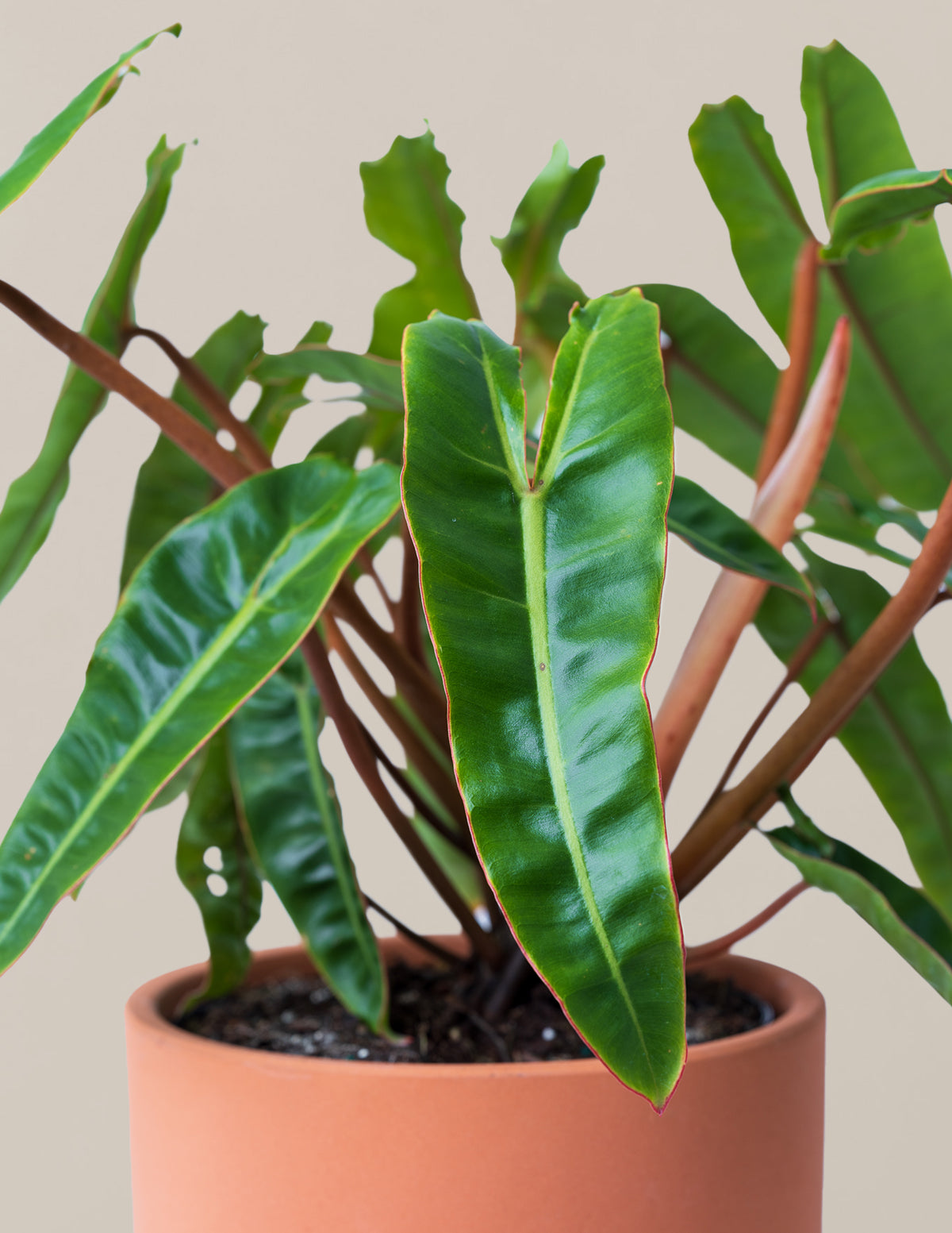 philodendron billietiae atabapoense Philodendron Billietiae