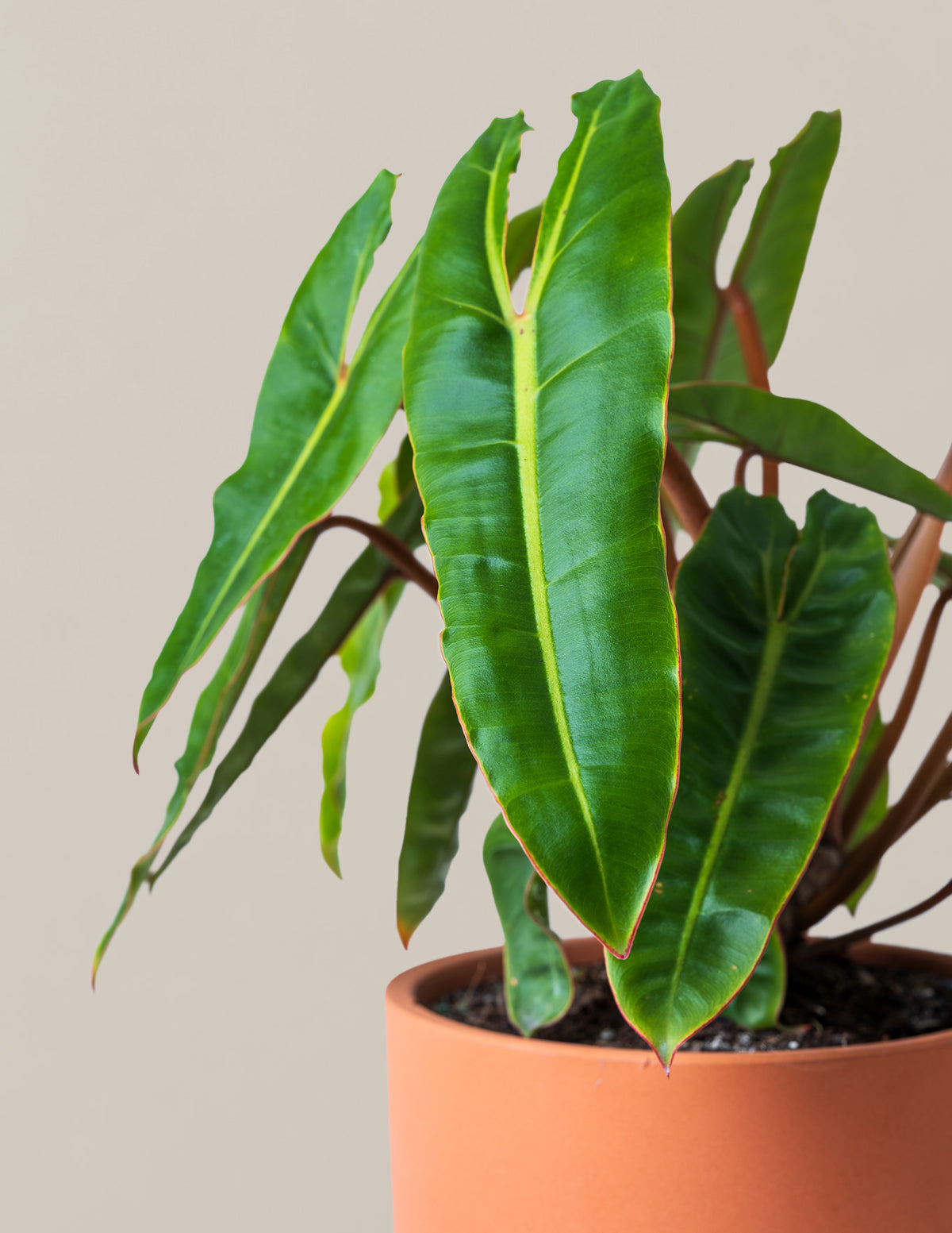 long stem philodendron Philodendron Billietiae Exotic | Unique Plants for Delivery