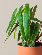 Philodendron Billietiae