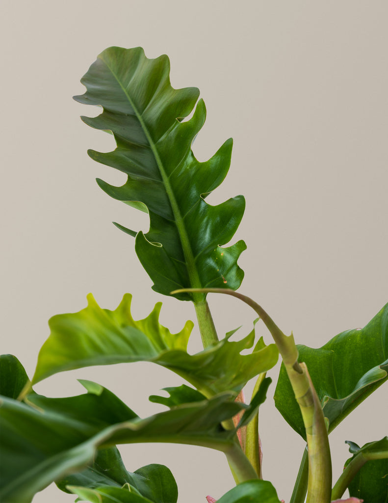 Philodendron Narrow