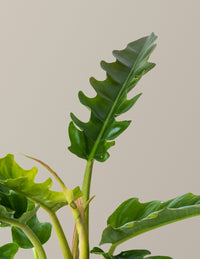 Philodendron Jungle Boogie