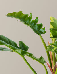 Philodendron Jungle Boogie