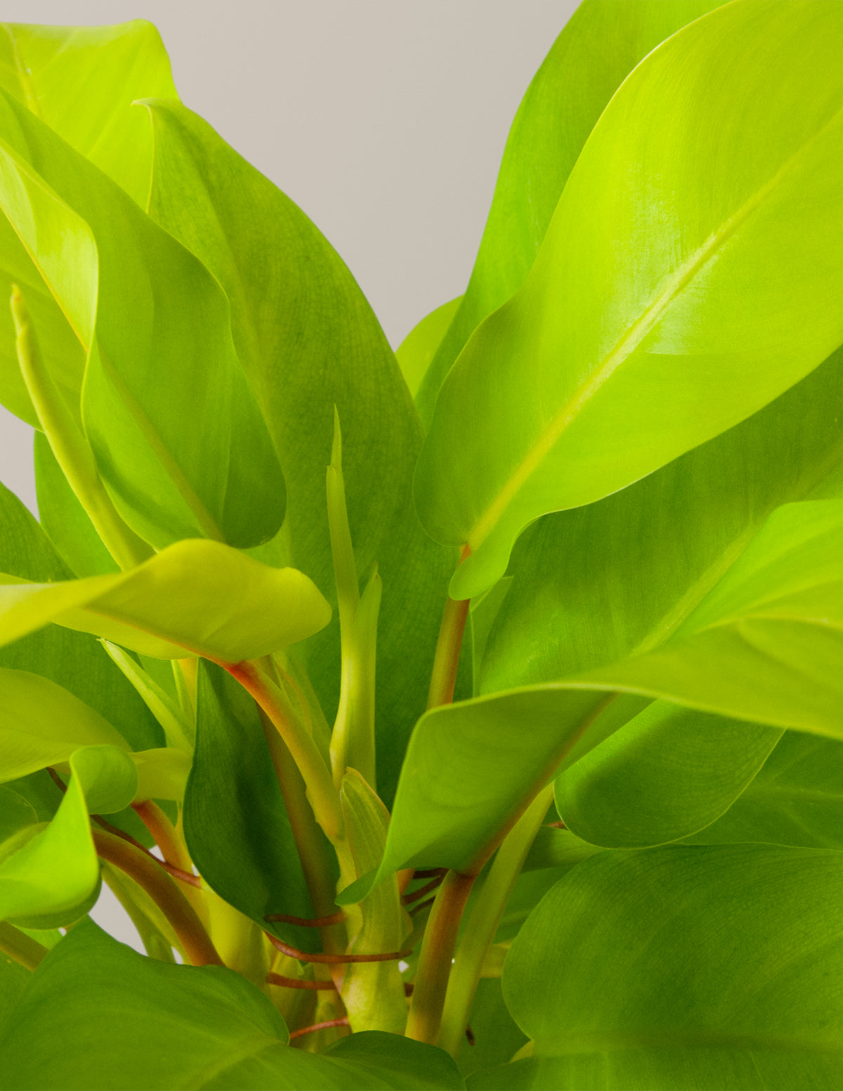 Philodendron Ceylon Beauty