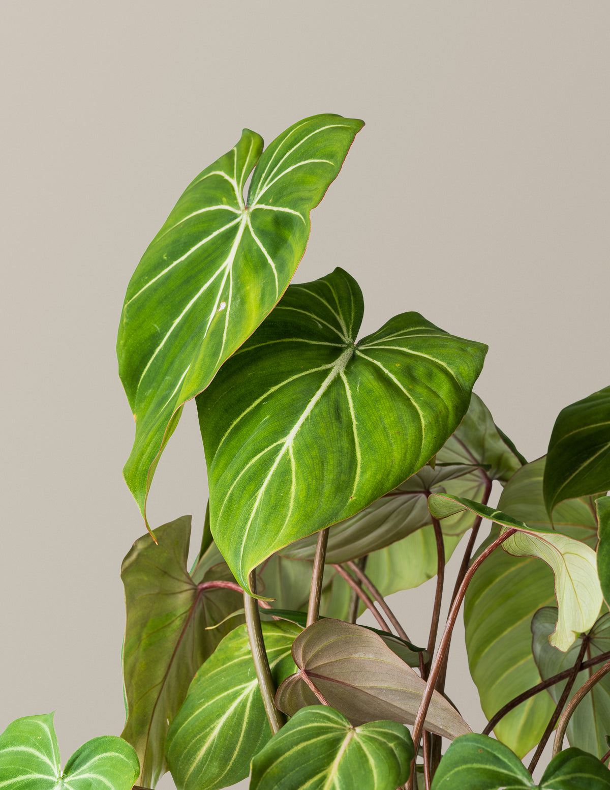 Philodendron Gloriosum | Unique Plants for Delivery | The Sill